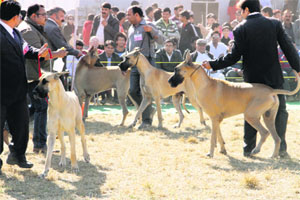 Owners with their dogs during the All Breeds Dog Championship held at the Survey of India 