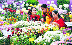 Visitors admiring flowers at the Chrysanthemum exhibition cum competition