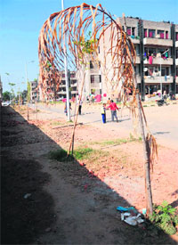 A tree dries up at EWS Rehabilitation Colony at Dhanas in Chandigarh.