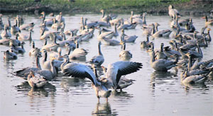 Bar-headed geese at the Gharana wetland at RS Pura near Jammu.