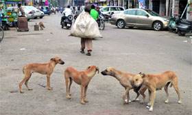Stray dogs are a common site on streets in Ludhiana.