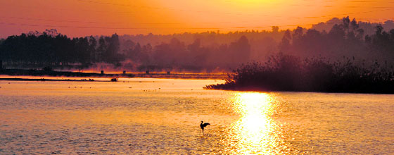 Migratory birds at Asan Conservation Reserve.