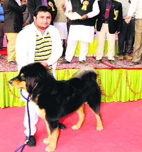 Rambo won the gold medal at a show organised by the Punjab Animal Husbandry Department in Fazilka on Wednesday