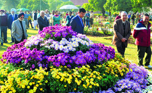 PU Vice-Chancellor Prof Arun Kumar Grover (second from right) takes a round of the chrysanthemum exhibition at Panjab University in Chandigarh on Thursday. 