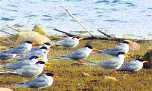 Migratory birds at the Pong Dam. 