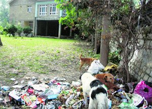 Stray dogs near a heap of garbage near the PWD rest house in Dhalpur.