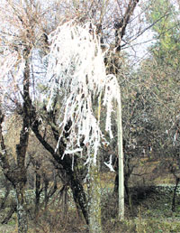 Icicles formed on a tree as temperature falls below freezing point in the Valley.