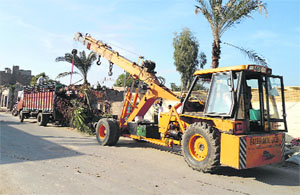 Nearly 250 date palm trees are being transplanted by the roadside