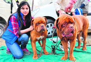 An owner with her dogs at Dog Show held at the Leisure Valley, Sector 10, Chandigarh, on Sunday. 