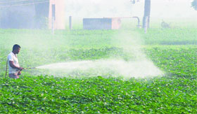 A labourer spraying insecticide on the crops in Jalandhar on Sunday.