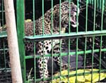 The leopard captured at a factory in Nangal on Monday. A Tribune photograph