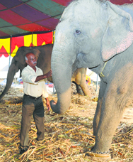 Ring master Babu K Nair caresses an elephant.