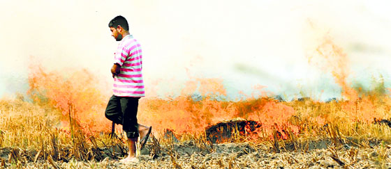 Despite a ban, the burning of paddy straw continues in Punjab. An acre of paddy yields around 2.5 tonnes of straw, which could translate into an income of around Rs 3,000 an acre to a farmer.