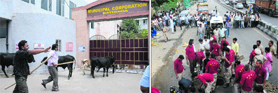 Stray cattle being forced into the MCB office as a mark of protest against the mismanagement of animals; and (right) a team of NDRF tries to pull out the body of a worker who died during the de-silting of sewer.
