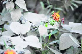 A plant laden with dust near the road expansion site