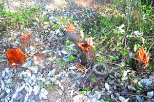 A stretch of land where trees have been illegally axed in the Solan forest division.