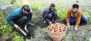 Kashmiri farmers pull carrots out the soil on the outskirts of Srinagar.