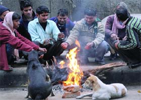 COLD COMFORT: Men and their canine friends warm themselves at a roadside in New Delhi on Sunday