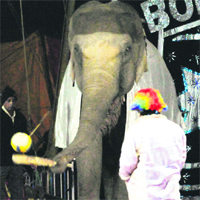 An elephant regales spectators at the Great Bombay Circus at Phase VIII in Mohali. Tribune photo: Vicky Gharu 