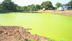 Traditional ponds in Jammu are on the verge of extinction due to expanding human settlement. Triune photo
