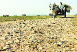 A villager manoeuvres his cart on the muddy road in Gharana village of RS Pura in Jammu. Tribune Photo: Inderjeet Singh