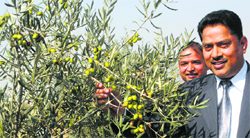 Central Institute of Temperate Horticulture Director Nazeer Ahmad shows an olive plant at Old Airfield Rangreth in Srinagar. Tribune Photo: Amin War