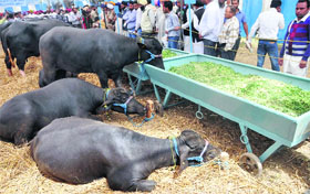 Farmers and residents visit the Pashu Palan Mela at Guru Angad Dev Veterinary and Animal Sciences University.