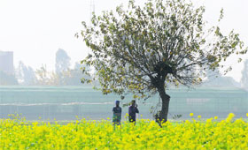 Two persons pass through a field during a sunny day in Ludhiana.