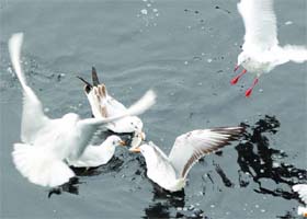 Migratory birds search for food in the Yamuna in New Delhi on Thursday