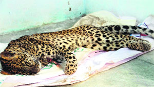 A female leopard that was found dead on the Hathibarkala campus of the Survey of India in Dehradun on Thursday.