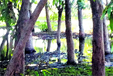 Stagnant water in front of the office of the SDM, Payal.