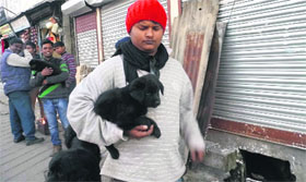 Malari villagers sell their pets in Mussoorie on Friday.