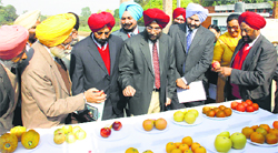 A team of the board of management of Punjab Agricultural University inspect fruits grown in the orchards of the varsity in Ludhiana on Friday. A Tribune photograph