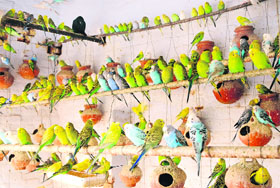 Birds enjoy the sunny noon amidst the cold wave in Amritsar on Saturday.