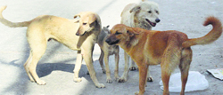 Stray dogs on a street in Ludhiana. a file photograph