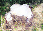 One of the several trees axed alongside the canal near Jagraon. A Tribune Photograph