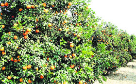 A view of a kinnow farm in Bathinda. The arrival of kinnow has doubled in the markets of the district.