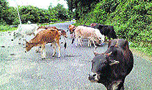 Stray animals seen on the Palampur-Chandigarh National Highway near Bankhandi