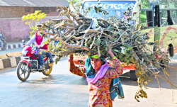 A woman carries firewood in Jammu. Tribune photo: Inderjeet Singh
