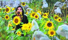Sunny side up: A girl blows petals of sunflower at a field in Ludhiana