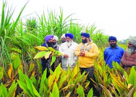 Agro-scientist Dr Jaswinder Singh Brar (left) inspects the turmeric grown in the field of progressive farmer Jagmohan Singh (white shirt) at Jai Singh Wala village in Moga district