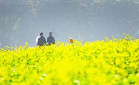 Fields of gold: Villagers walk through a mustard field in Ludhiana on Wednesday