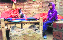 A BPL family forced to live in the open for want of roof in Judda Shekhan village of Yamunanagar district. A Tribune photograph 