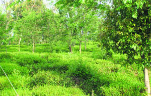 An abandoned tea garden in Palampur where tea growers failed to pluck green leaves in the absence of buyers. 