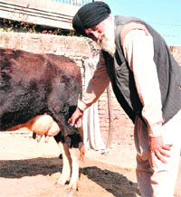 A farmer shows udder of his cattle at Khemuana village in Bathinda on Friday.