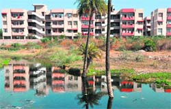 Stagnant water near residential areas of Sector 49, Chandigarh, plays a perfect breeding ground for mosquitoes. Tribune photo: Parvesh Chauhan
