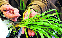 A sapling of wheat infected by yellow rust in Karnal on Friday