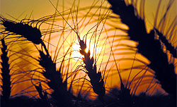 Mainstay of the northern states, agriculture will have to be renewed as much with farm research as investment in agro-industry and modern marketing facilities