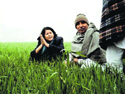 Plant disease specialists take stock of yellow rust effected wheat in Yamunanagar.