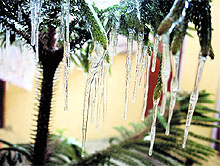Icicles hang from a tree